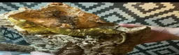 Gecko reptiles for sale: Leachie gecko - Advert 5
