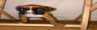 Boxer Puppy 3