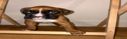 Boxer dogs for sale: Stunning KC Registered Boxer Puppies in Ipswich - Advert 13