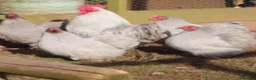 Chickens poultry for sale: Exhibition Quality Lavender Pekin Bantam Chicks  - Advert 6