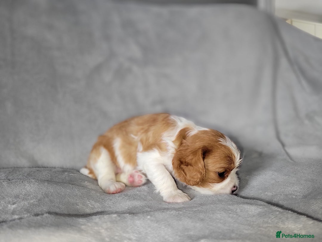 Cavalier King Charles Spaniel dogs for sale: Cavalier King Charles Spaniel Puppies for Sale 🐾 - Image 18
