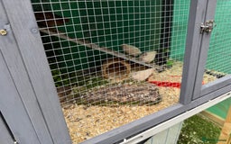 Quail poultry for sale: Full Quail Set-Up with 7 button Quails - Image 1