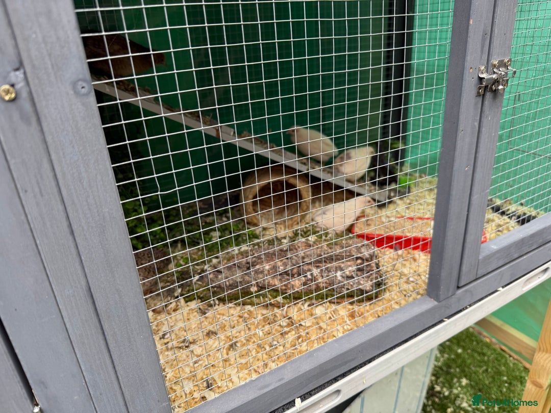 Quail poultry for sale: Full Quail Set-Up with 7 button Quails - Image 1