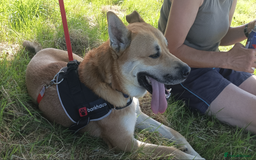 Mixed Breed dogs for sale: Odin. Sweet and beautiful crossbreed boy - Image 16