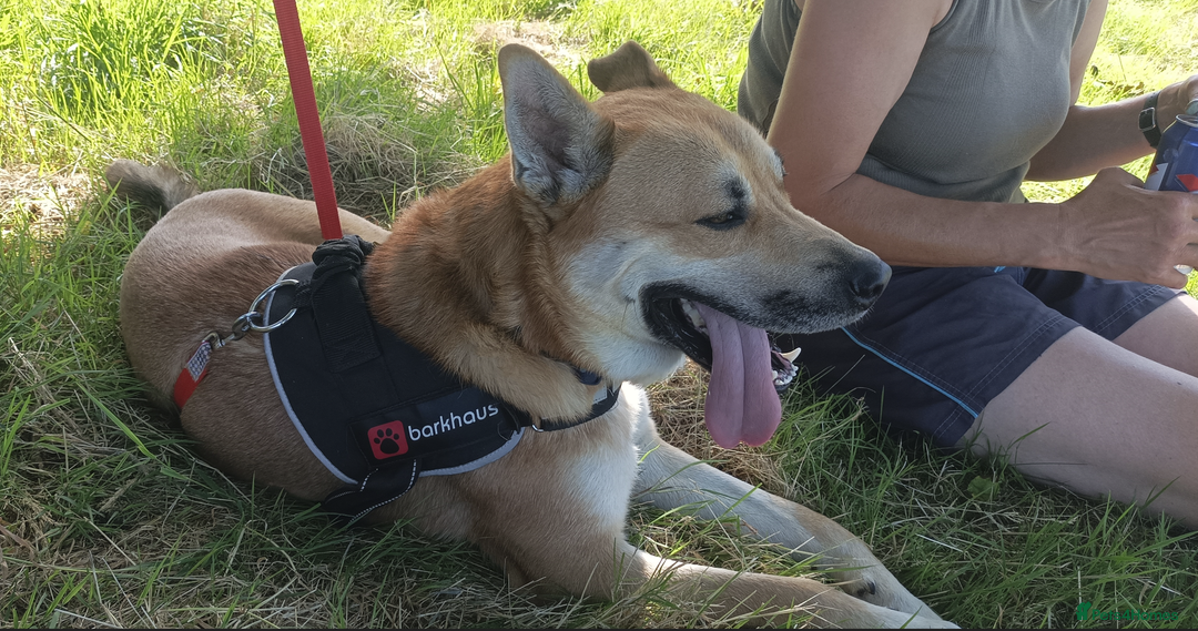 Mixed Breed dogs for sale: Odin. Sweet and beautiful crossbreed boy - Image 16