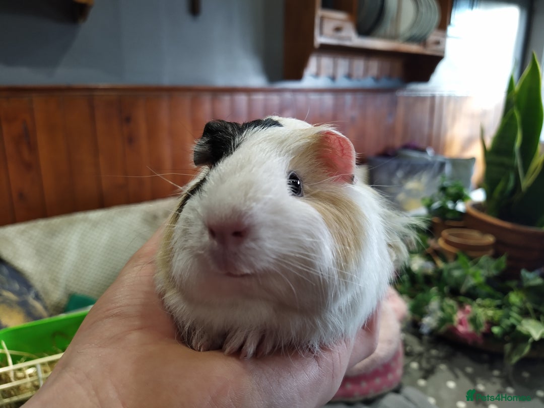 Guinea Pig rodents for sale: Five gorgeous male guinea pigs different breeds in Milnthorpe - Image 13