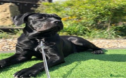 Cane Corso dogs for sale: Champion bloodline cane corso puppys - Image 1