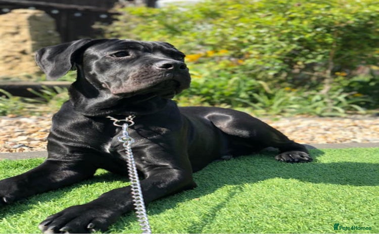 Cane Corso dogs - Advert 1