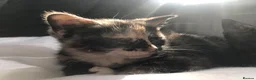 Mixed Breed cats for sale: Two Female Tortoiseshell Kittens For Sale! - Advert 6