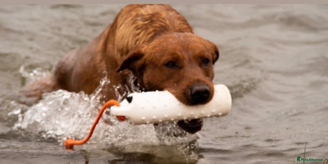 Labrador Retriever dogs for sale: Extensively health tested litter  - Advert 4