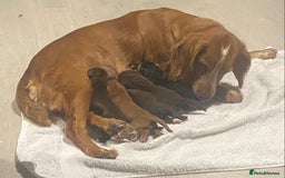 Cocker Spaniel dogs for sale: Cocker spaniel pups  - Advert 2