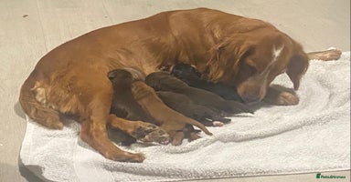 Cocker Spaniel dogs Cocker spaniel pups  - Advert 4