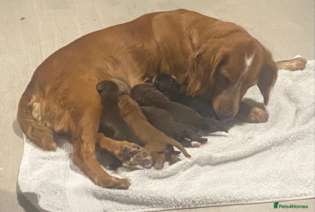 Cocker Spaniel dogs for sale: Cocker spaniel pups  - Advert 2