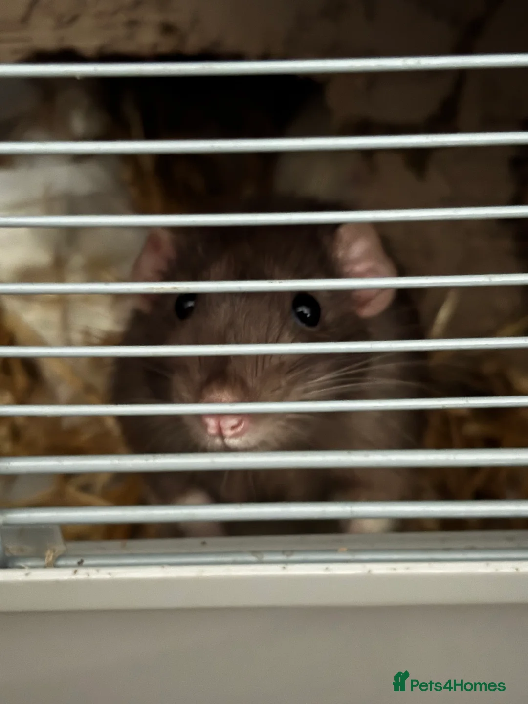 Rat rodents for sale: 2x male rats - Advert 1