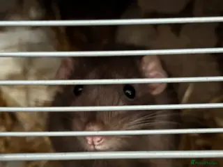 Rat rodents 2x male rats - Advert 1