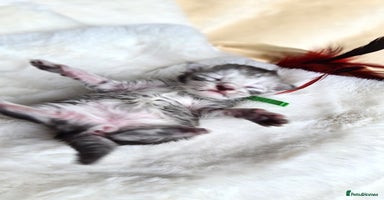 Maine Coon cats - Advert 14