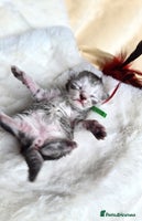 Maine Coon cats - Advert 9