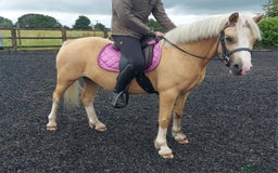 Welsh Section A horses for sale: Palomino welsh section A mare. 4yo - Image 6
