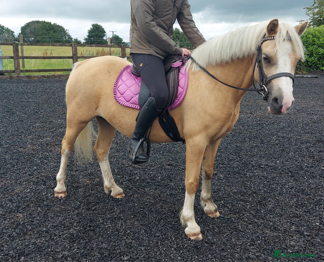 Welsh Section A horses for sale: Palomino welsh section A mare. 4yo - Image 6