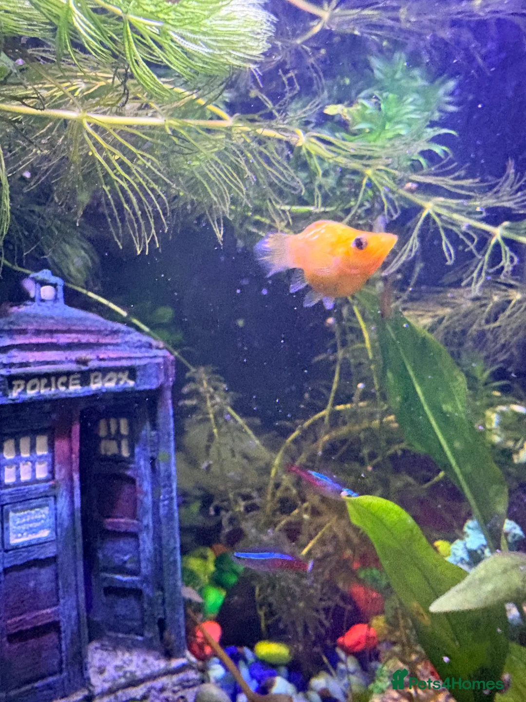 Mollies fish for sale: Baby mollies looking for homes  in Downham Market - Advert 2