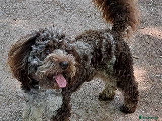 Poodle dogs in Bristol - Advert 3