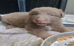 German Shepherd dogs for sale: ISABELLA GERMAN SHEPHERD 🌟 3 PUPS REMAINING 🌟 - Image 17