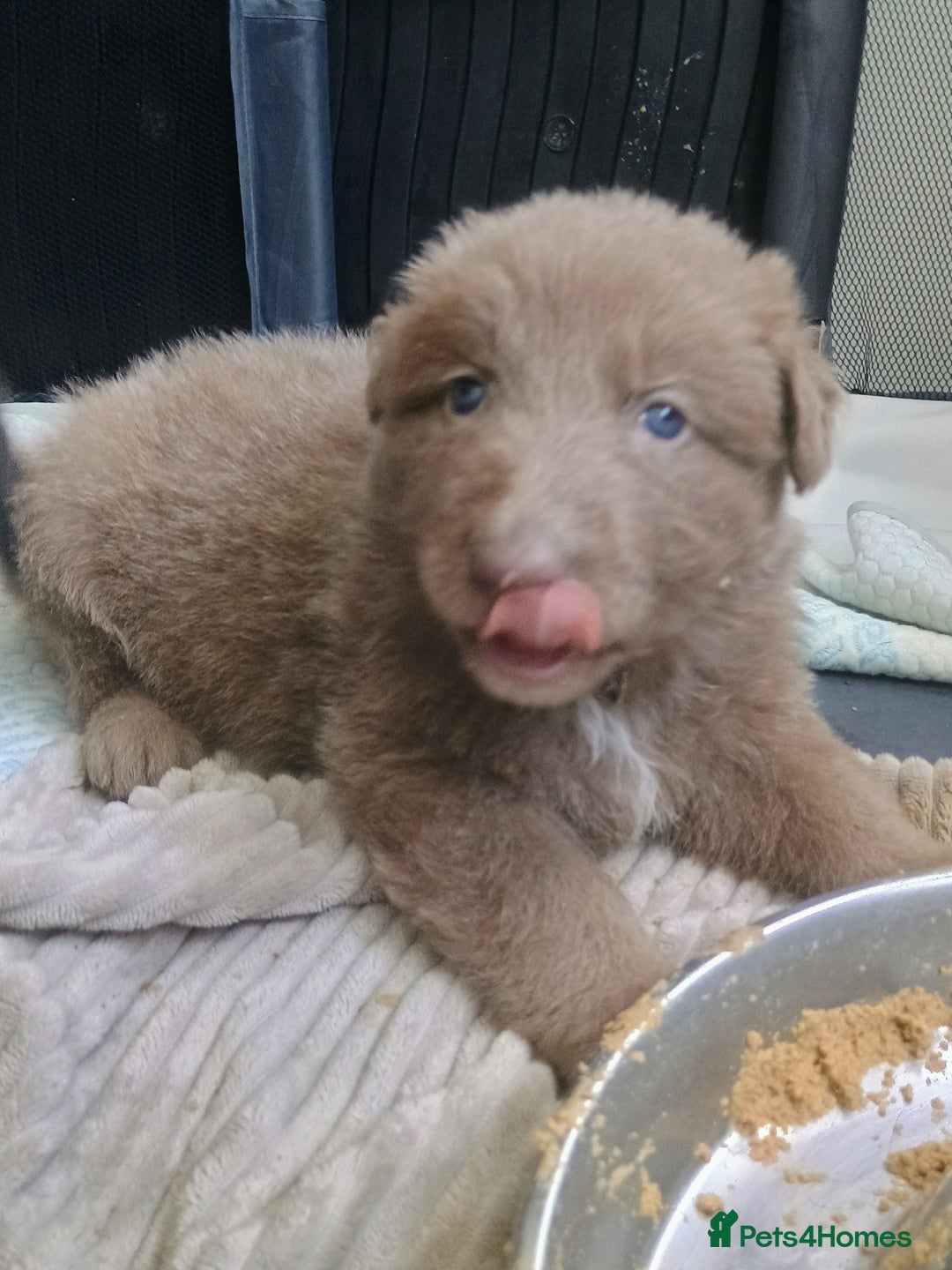 German Shepherd dogs for sale: ISABELLA GERMAN SHEPHERD 🌟 3 PUPS REMAINING 🌟 - Image 17