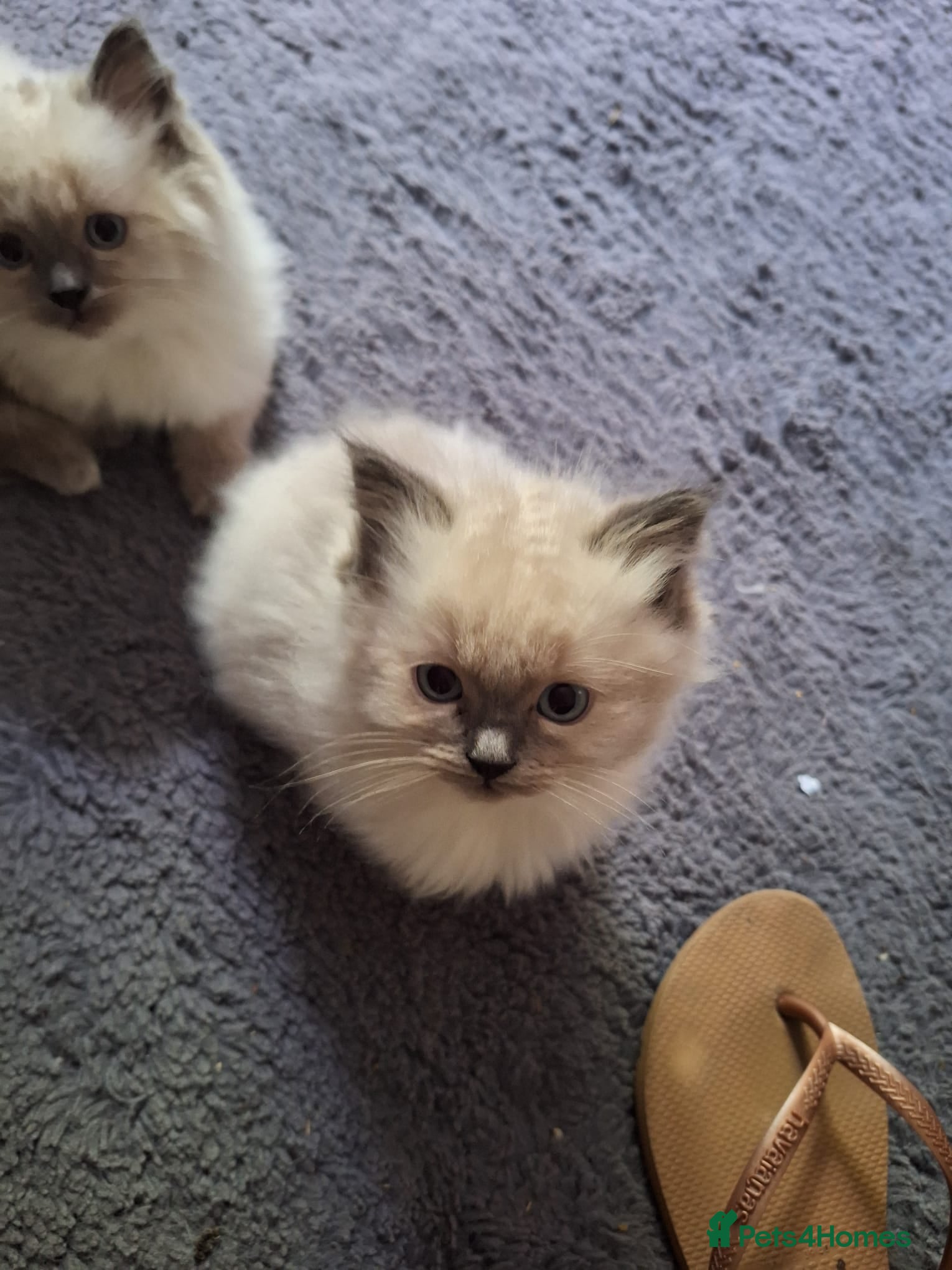 Ragdoll cats 1 female ragdoll kitten left for sale - Advert 5