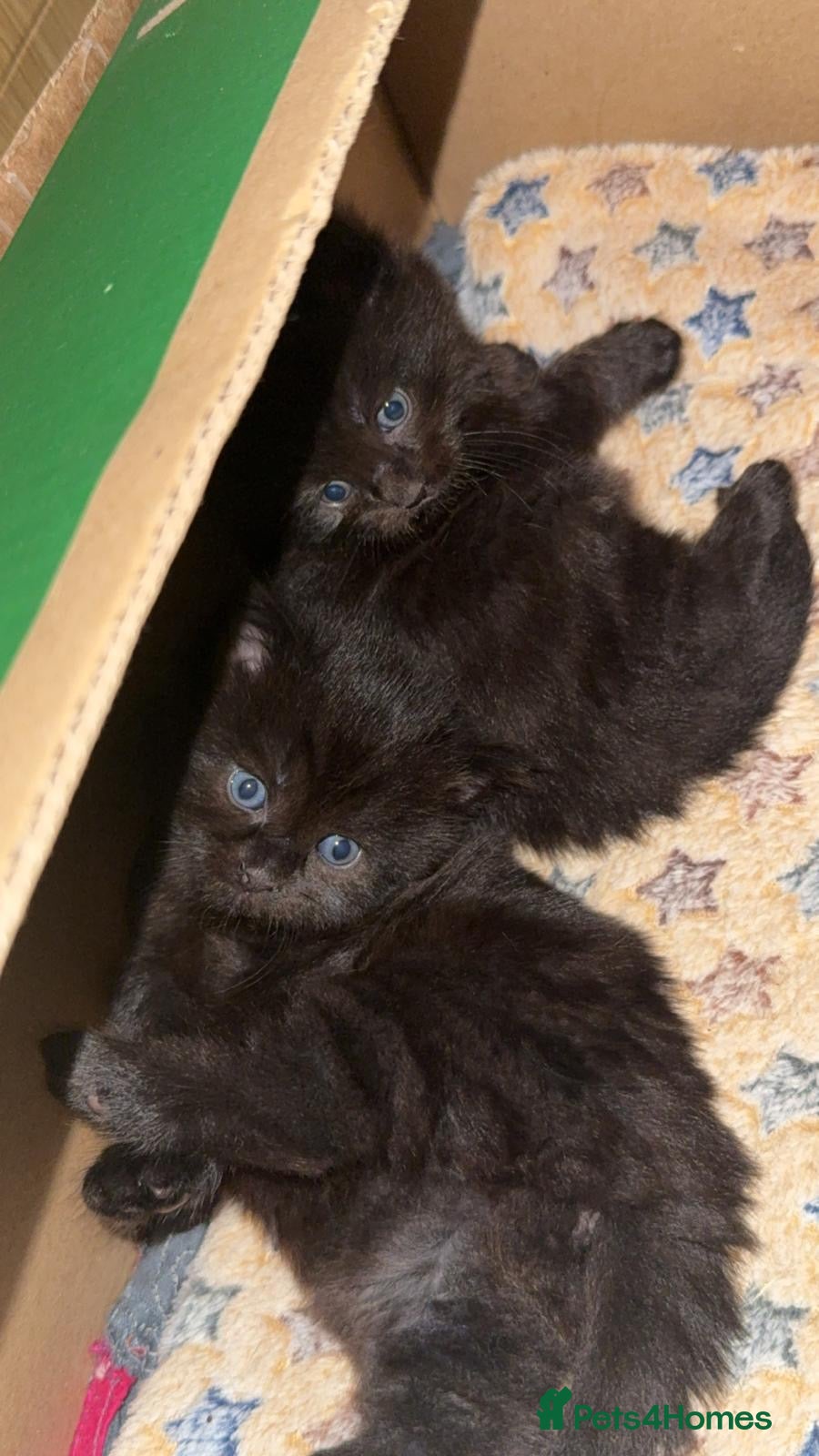 Mixed Breed cats 2 MALE BLACK LONG HAIRED FLUFFY KITTENS LEFT💘 - Advert 8