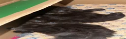 Mixed Breed cats for sale: 2 MALE BLACK LONG HAIRED FLUFFY KITTENS LEFT💘 - Advert 1