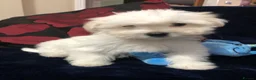 Mixed Breed dogs for sale: shihtzu / bichon x maltese  - Advert 6