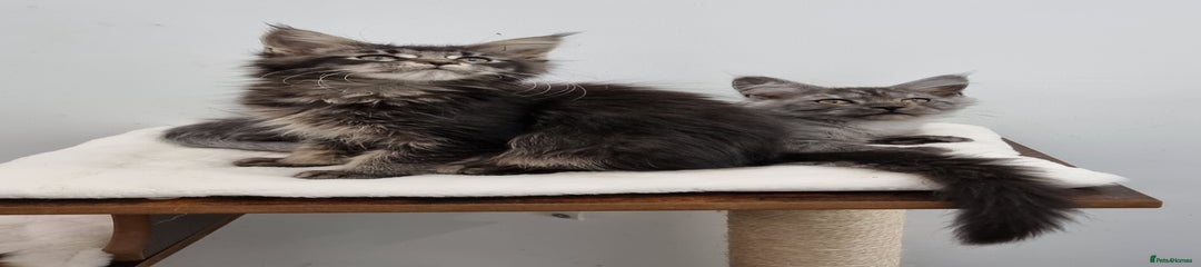 Brown tabby female 