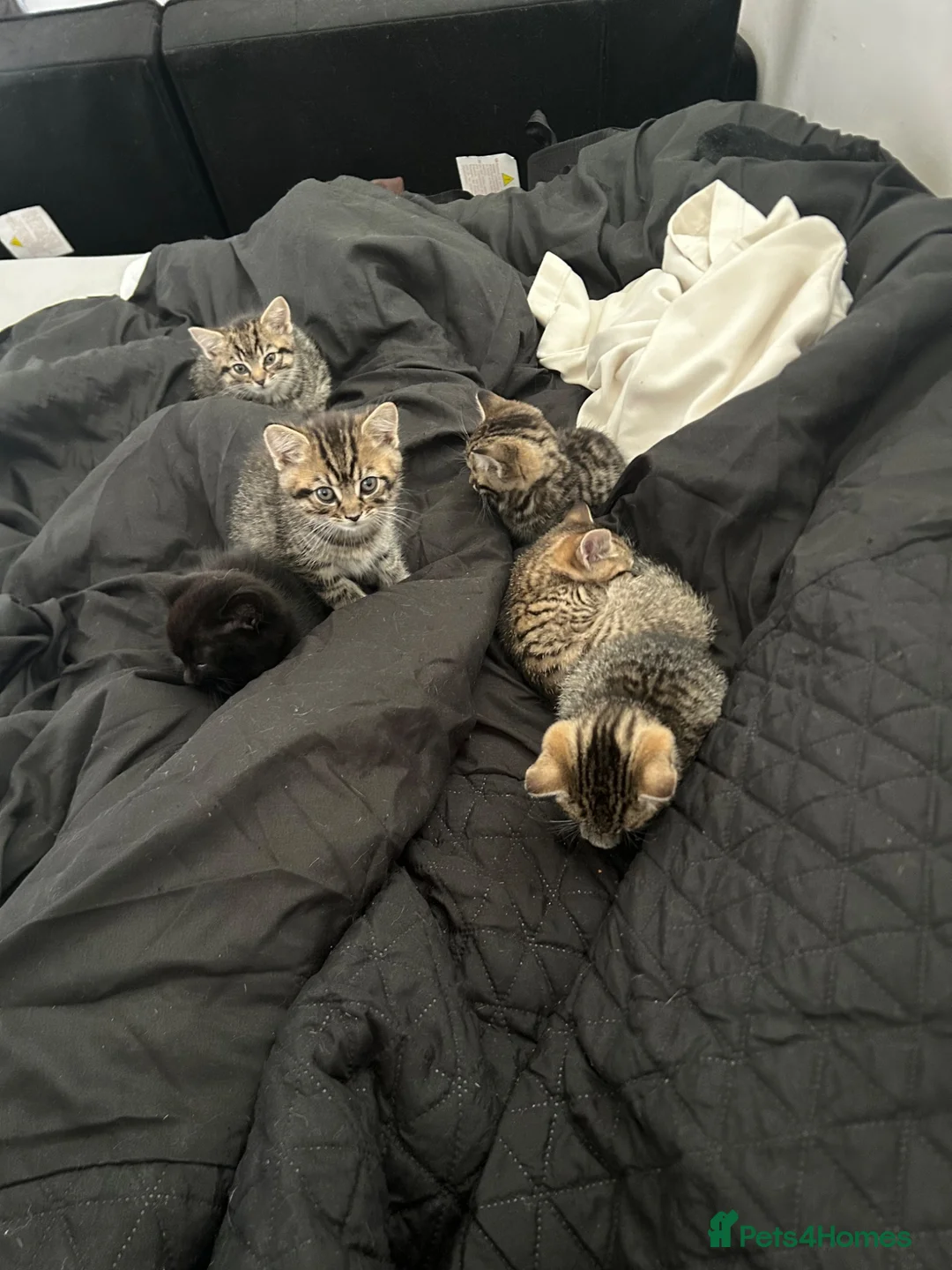 Mixed Breed cats for sale: 5 kittens ready for a happy home  in Coventry - Advert 1