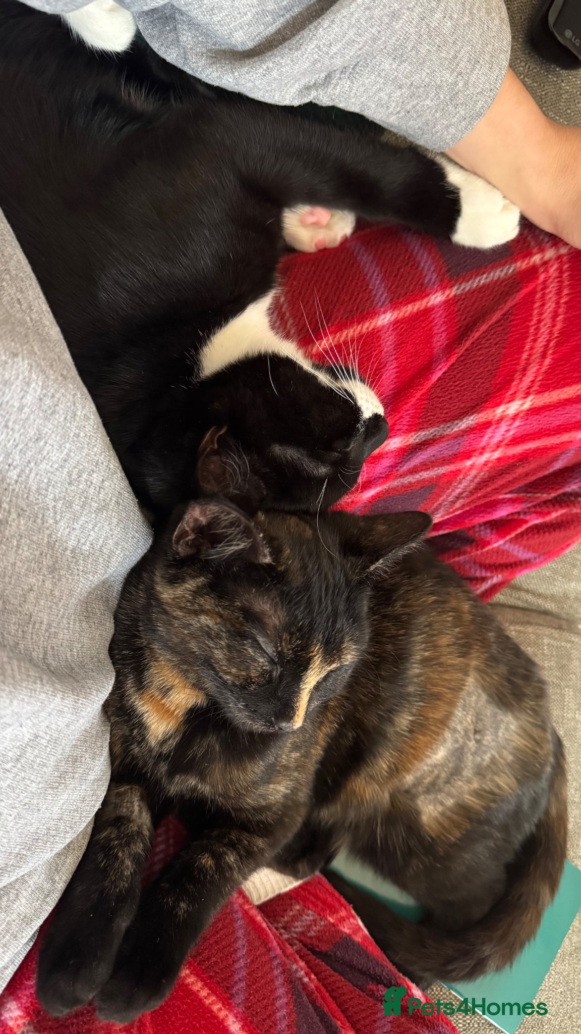 Mixed Breed cats Loving Home Needed for 2 Adorable Kittens - Advert 2