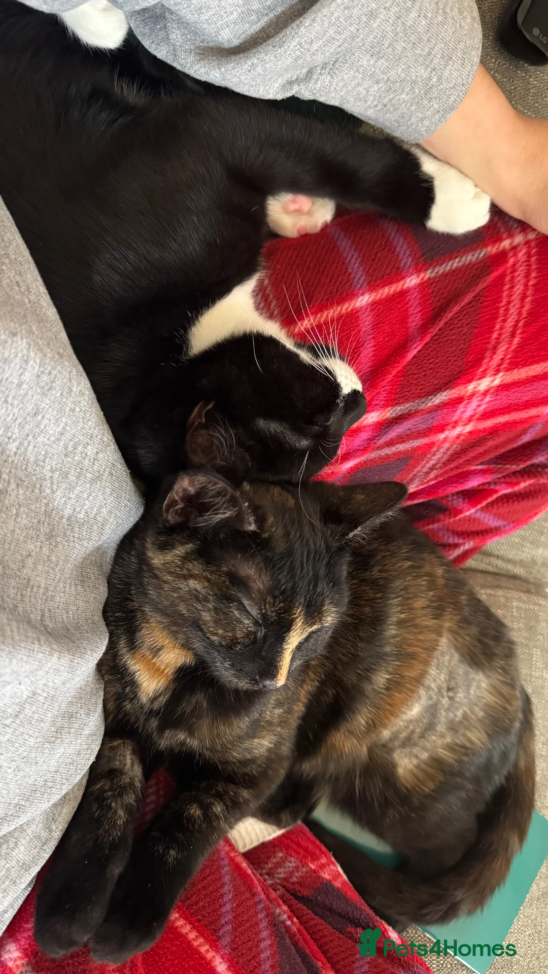 Mixed Breed cats for sale: Loving Home Needed for 2 Adorable Kittens in London - Advert 1