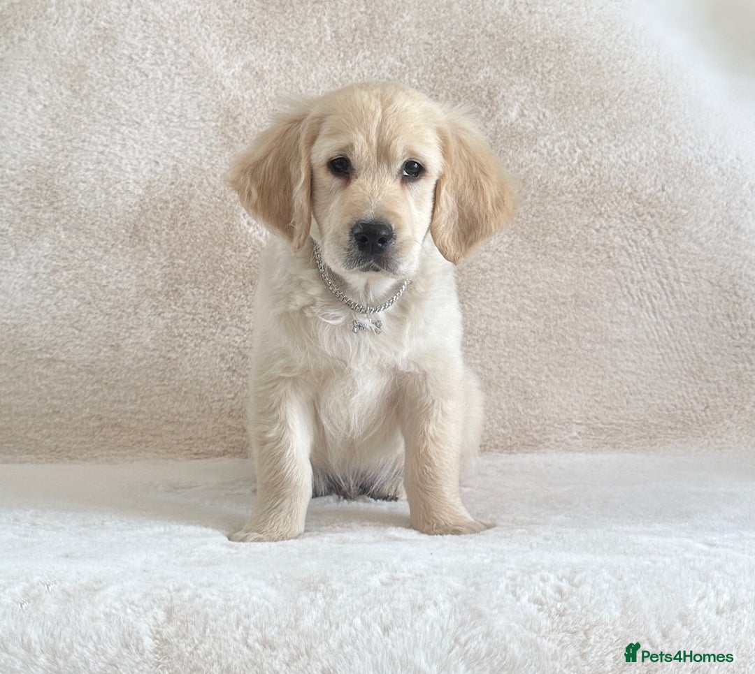 Golden Retriever dogs for sale: Last golden retriever male puppy for sale  - Image 7