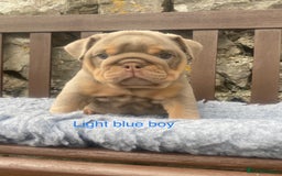 English Bulldog dogs for sale: KC REGISTERED LILAC & TAN ENGLISH BULLDOG PUPS - Image 3