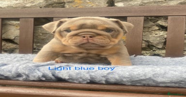English Bulldog dogs - Advert 16