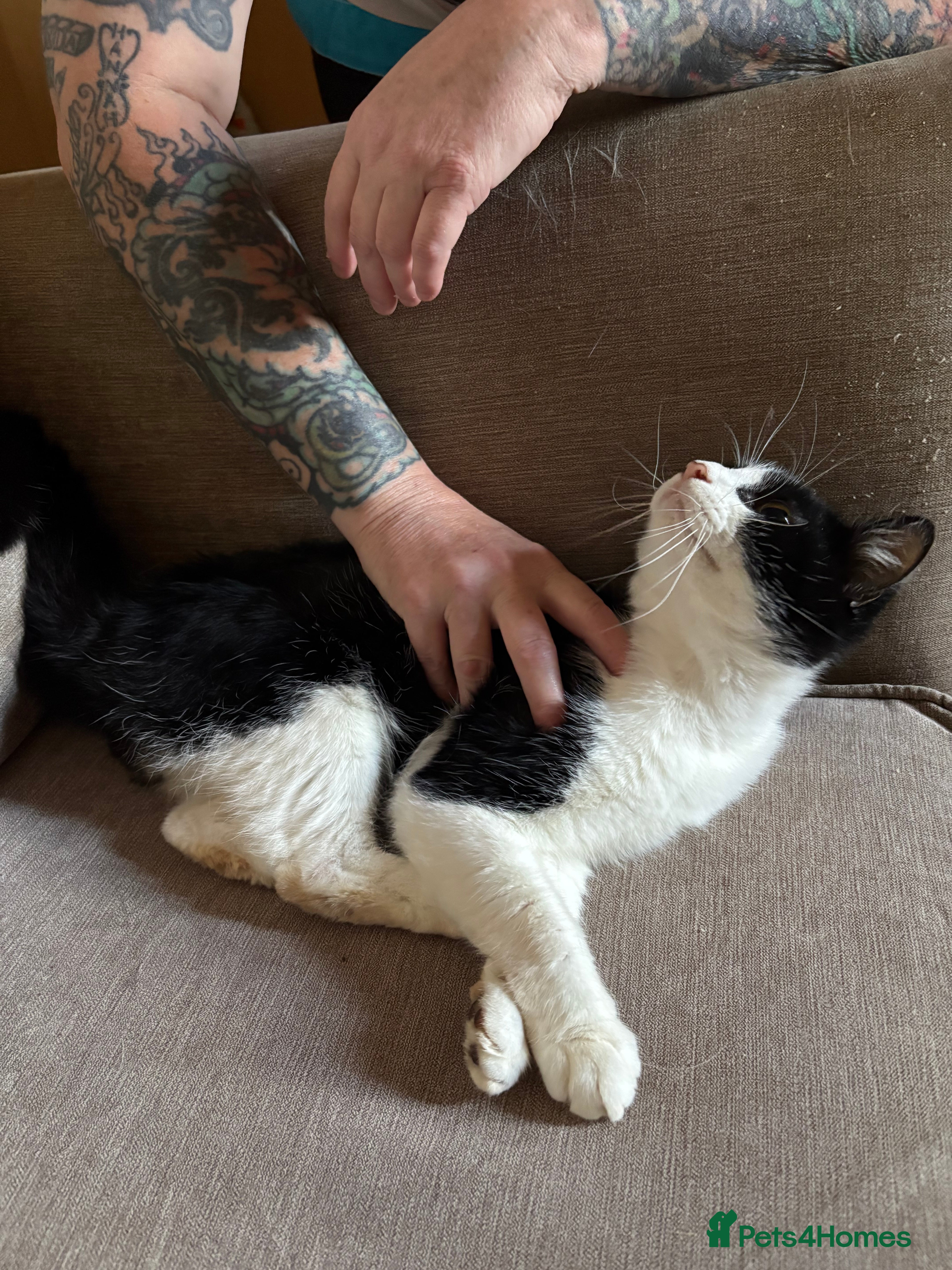 British Longhair cats Urgent re homing  - Advert 4