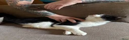 British Longhair cats for sale: Urgent re homing  in Stoke-on-Trent - Advert 2