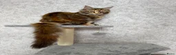 Maine Coon cats for sale: Stunning Purebred TICA Reg Maine Coon Kittens in London - Advert 11