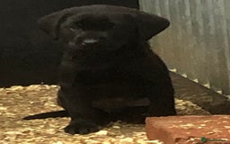 Labrador Retriever dogs for sale: working bred Labrador pups - Image 4