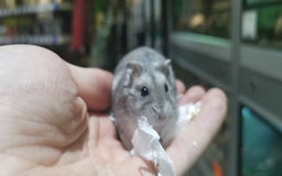 Hamster rodents for sale: Super tame russian dwarf hamsters - Image 6