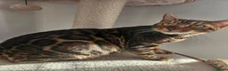 Bengal cats for sale: Beautiful Bengal Female Looking for a Loving Home - Advert 4
