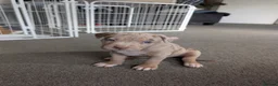 American Bull Staffy dogs for sale: American staffy dog - Advert 4