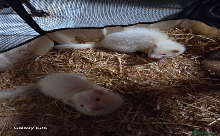 Ferret rodents - Advert 9