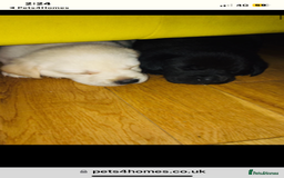 Labrador Retriever dogs for sale: Labrador puppies  🐶  - Image 12