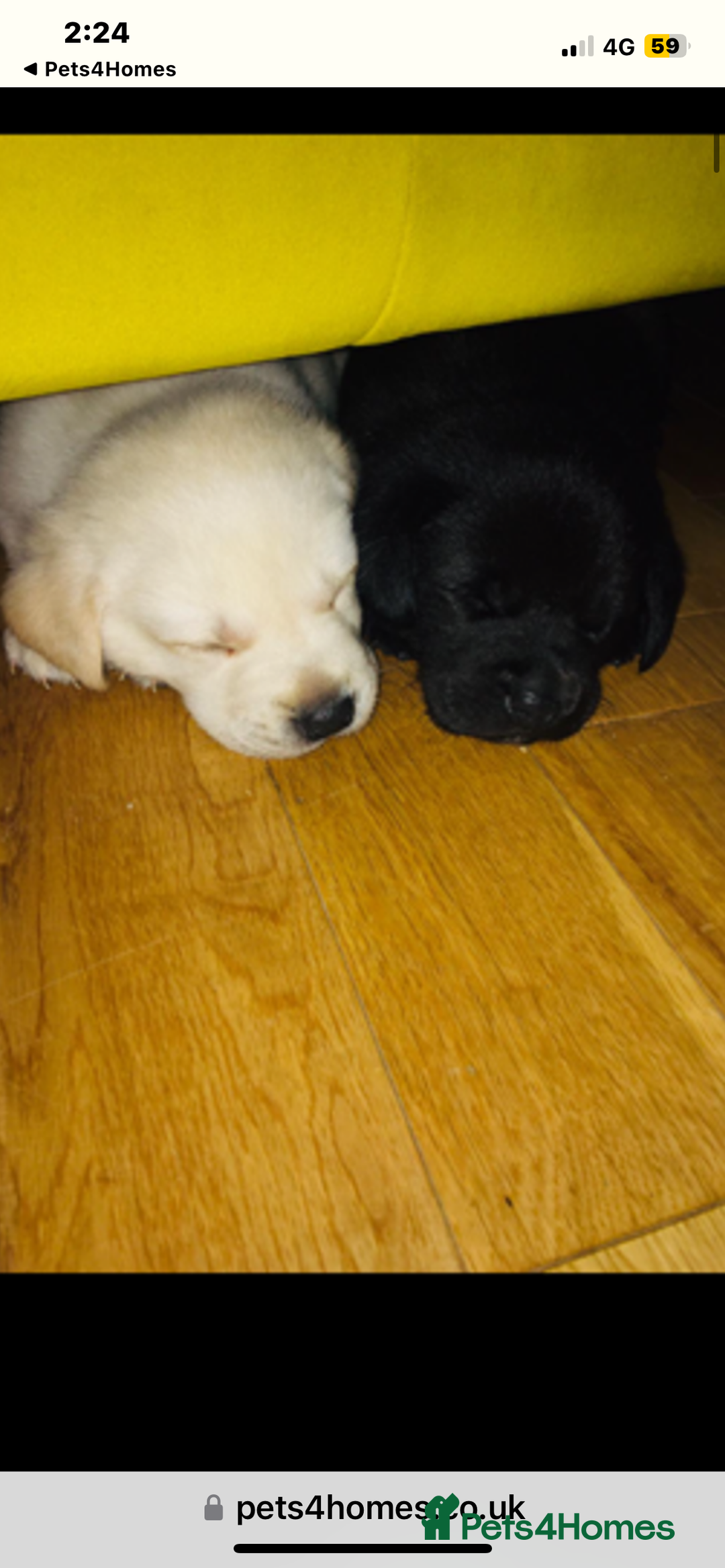 Labrador Retriever dogs for sale: Labrador puppies  🐶  - Image 12