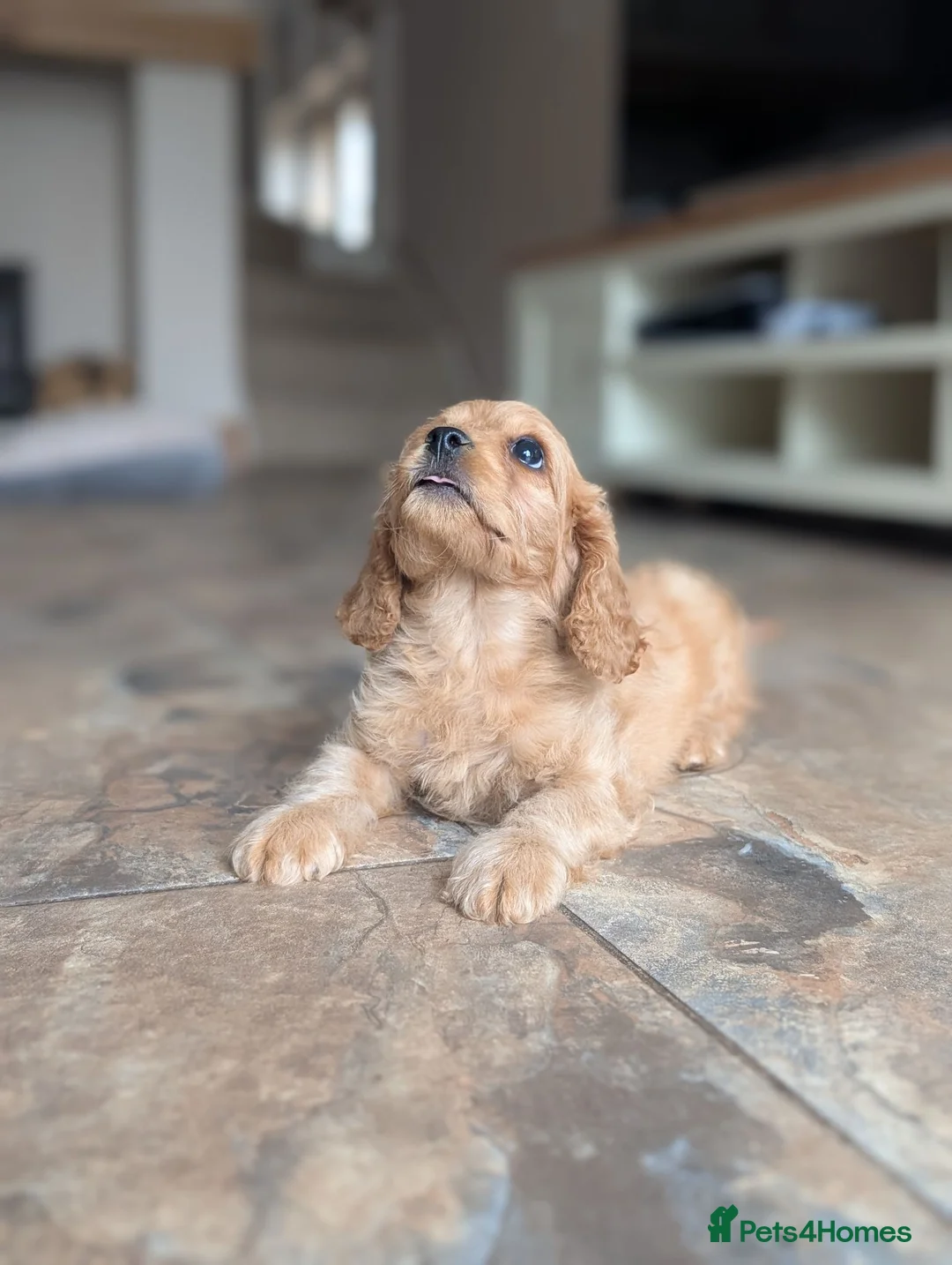 Cavapoo dogs for sale: 🌟 F1 Cavapoo Puppies –  Health Tested Parents - Advert 2