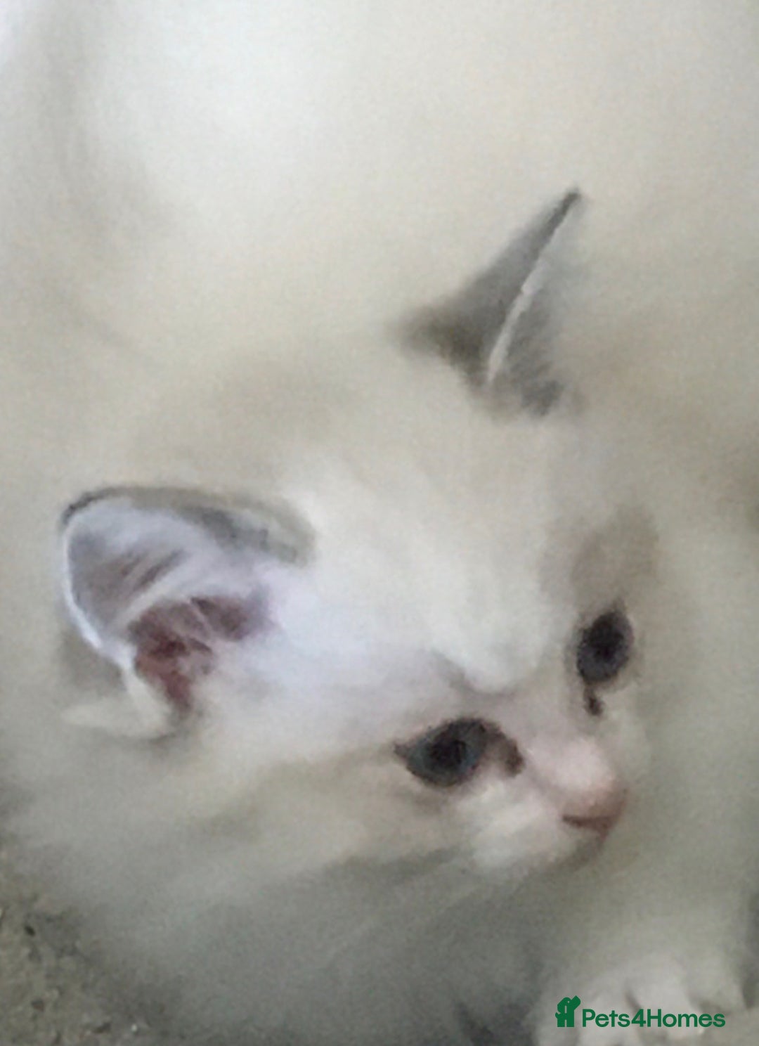 Ragdoll cats for sale:  Ragdoll  Kittens HCM and PKD clear. Ready Now - Image 1